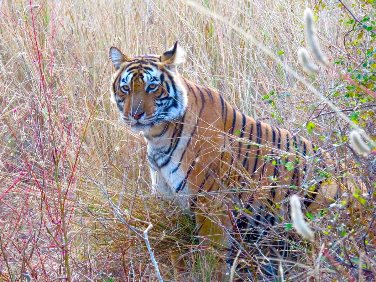 Rajasthan Wildlife Package