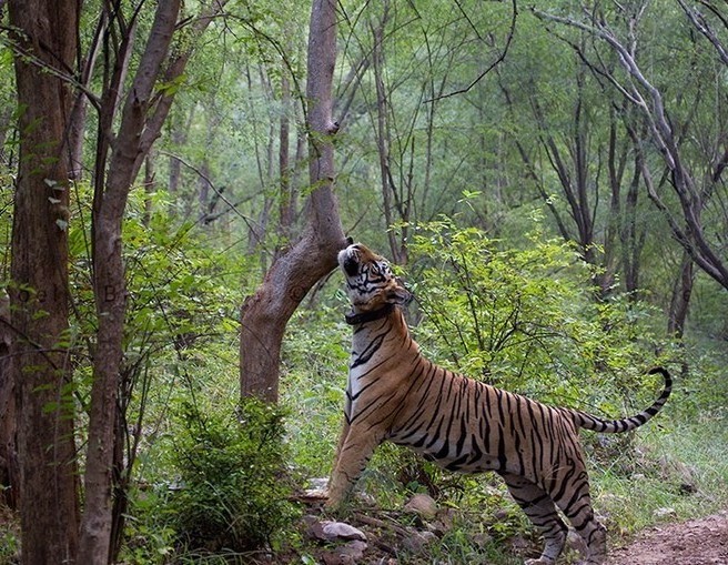 Sariska Wildlife Package