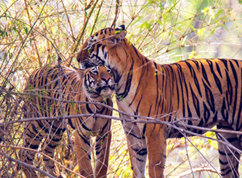 Rajasthan Wildlife Package