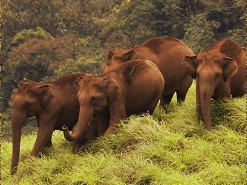 Kerala Wonderful Wildlife Tour
