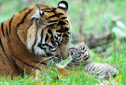 Maharashtra Wildlife Tour