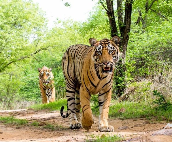 Amazing Wildlife Tour Package 