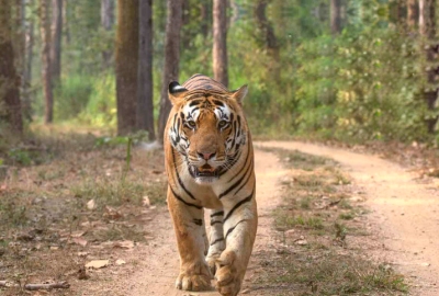 Sariska Wildlife Tour